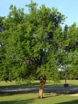 MACLURA pomifera