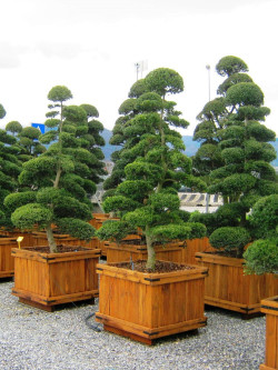 ILEX crenata KINME