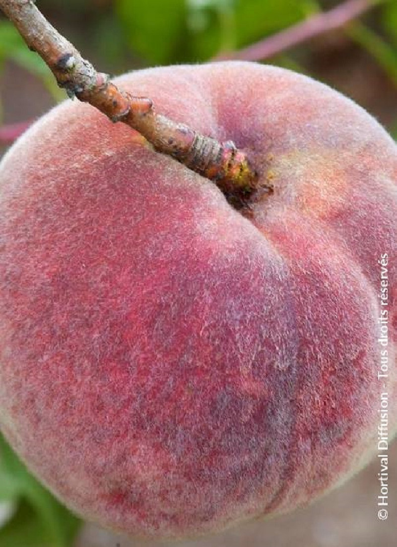 PÊCHER DE VIGNE SANGUINE