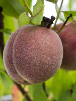 PÊCHER DE VIGNE