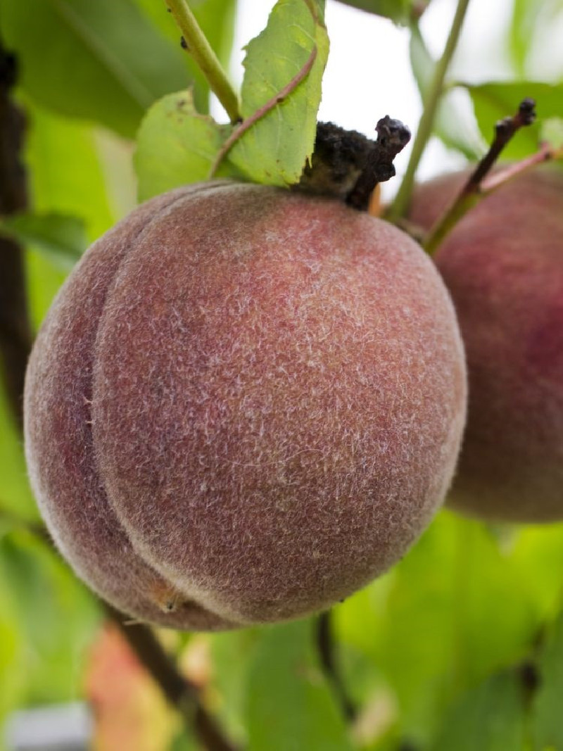 PÊCHER DE VIGNE