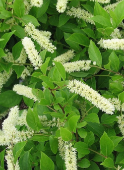 ITEA virginica HENRY'S GARNET