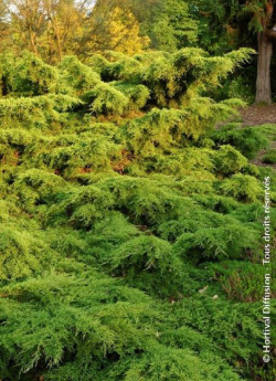JUNIPERUS media Pfitzeriana AUREA