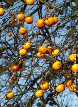 KAKI FUYU