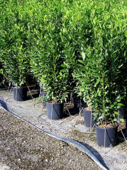 LAURUS nobilis