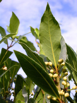 LAURUS nobilis