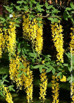 LABURNUM anagyroides