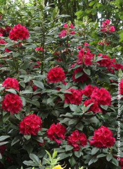 RHODODENDRON LORD ROBERTS
