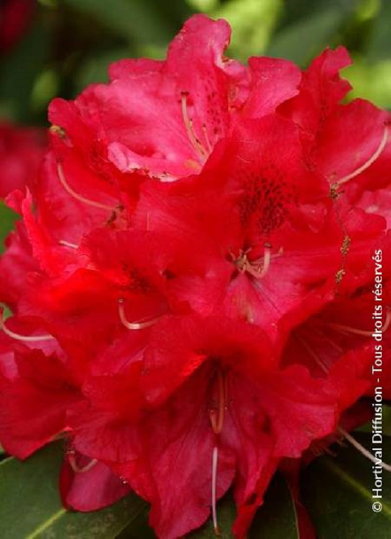 RHODODENDRON WILGENS RUBY