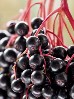 SAMBUCUS nigra