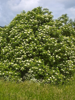 SAMBUCUS nigra