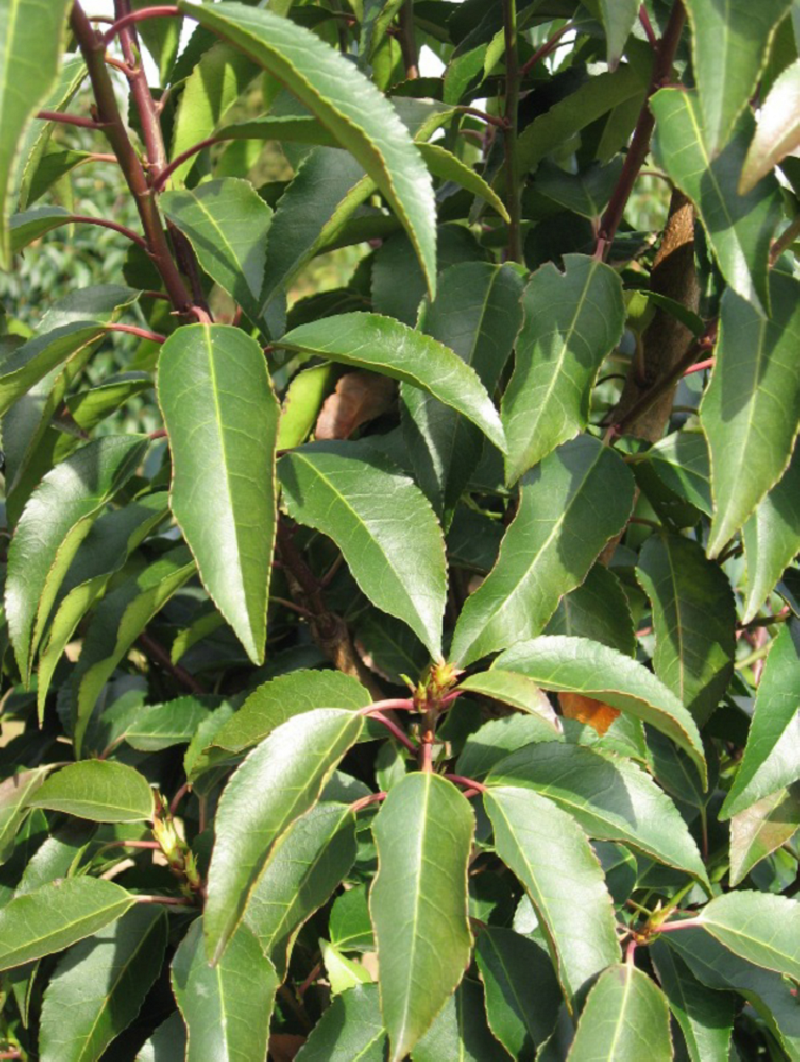 PRUNUS lusitanica ANGUSTIFOLIA