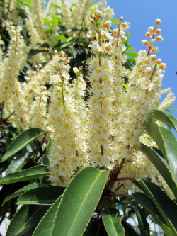 PRUNUS lusitanica ANGUSTIFOLIA