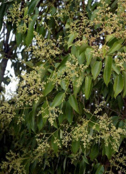 LIGUSTRUM japonicum
