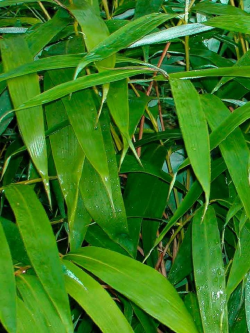 PSEUDOSASA japonica