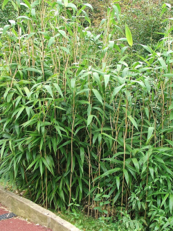 PSEUDOSASA japonica