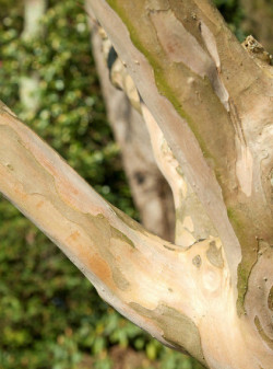 LAGERSTROEMIA ROUGE