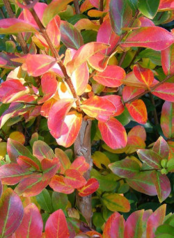 LAGERSTROEMIA ROUGE