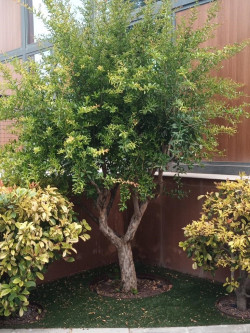 PUNICA granatum