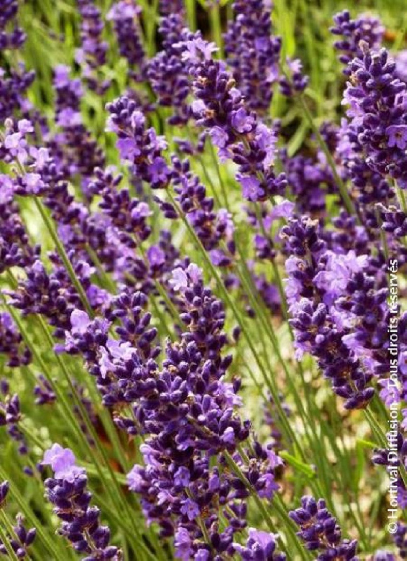 LAVANDULA angustifolia TWICKEL PURPLE