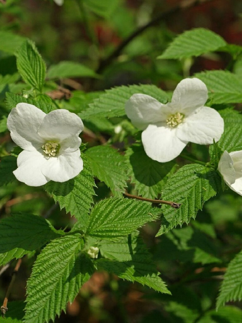corete-du-japon-blanc-rhodotypos-scandens.jpg