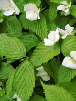 corete-du-japon-blanc-rhodotypos-scandens-2.jpg