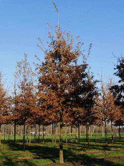 QUERCUS cerris 