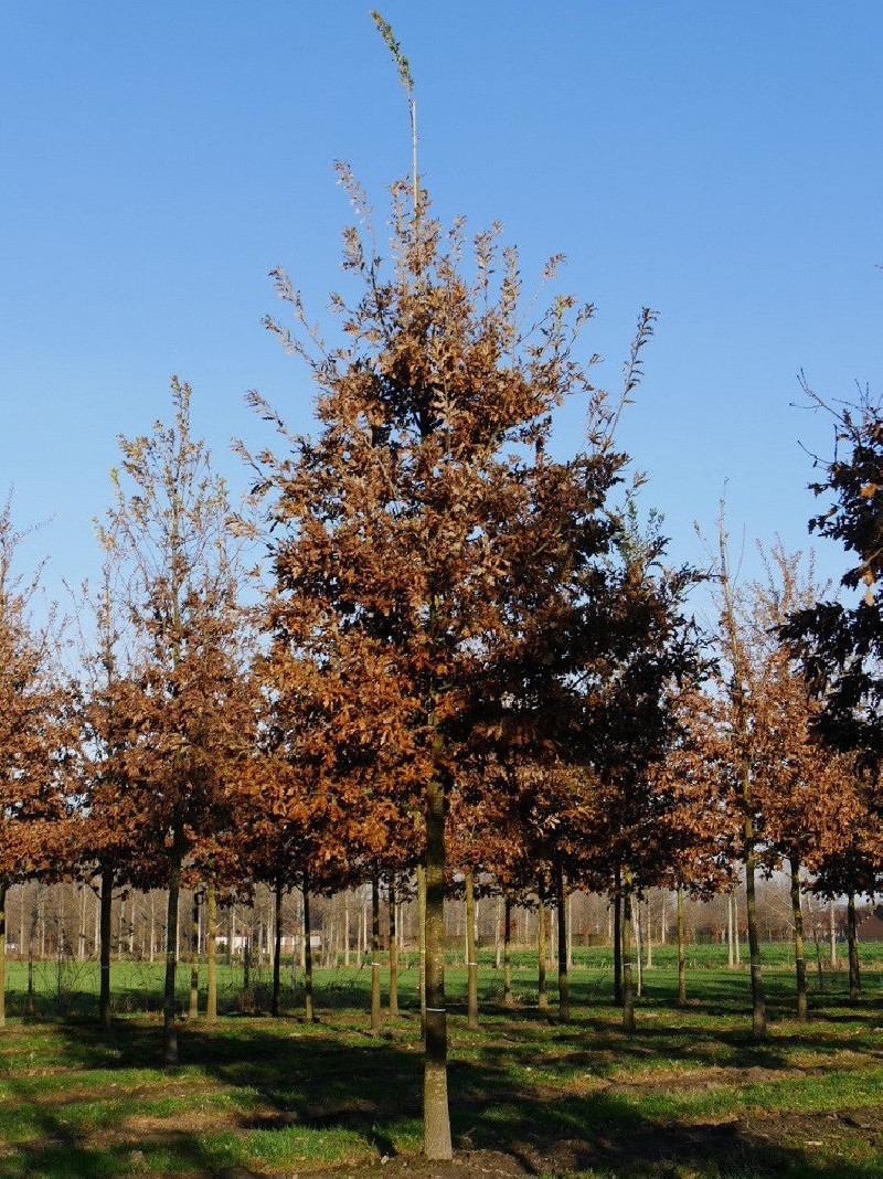 QUERCUS cerris 