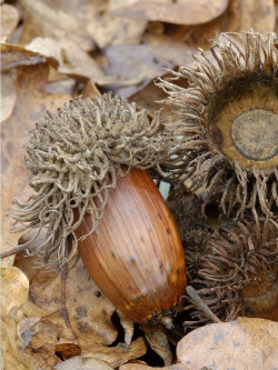 QUERCUS cerris 