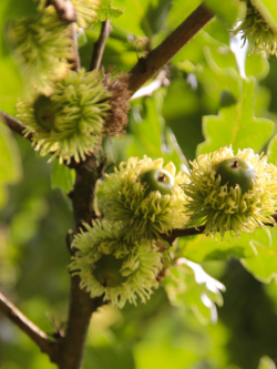 QUERCUS cerris 