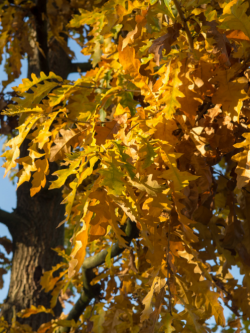 QUERCUS cerris 