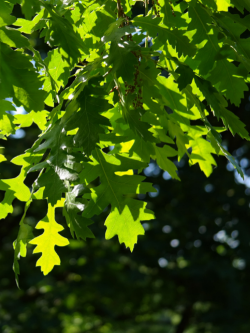 QUERCUS cerris 