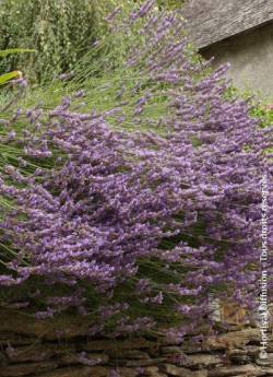 LAVANDULA intermedia GROSSO