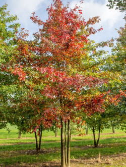 QUERCUS palustris