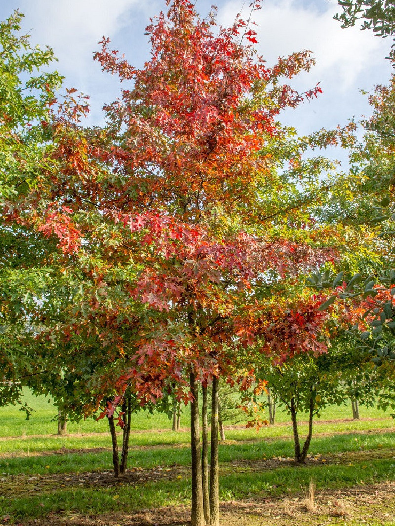 QUERCUS palustris