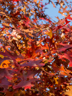 QUERCUS palustris
