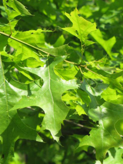QUERCUS palustris
