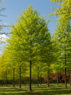 QUERCUS palustris