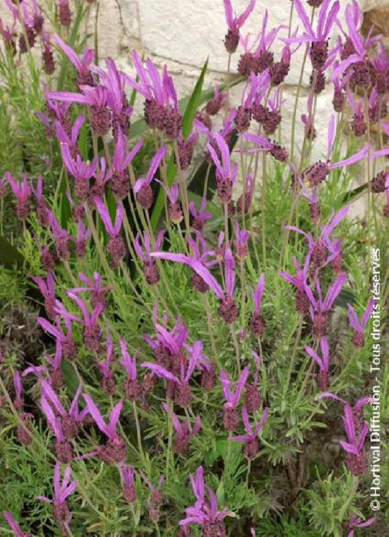 LAVANDULA stoechas ssp. pedunculata