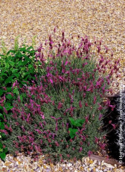 LAVANDULA stoechas ssp. pedunculata