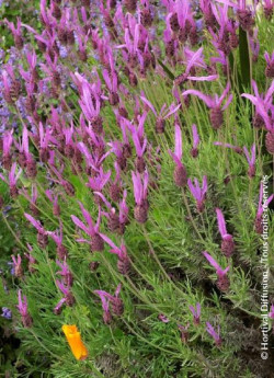 LAVANDULA stoechas ssp. pedunculata