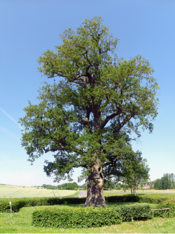 QUERCUS robur 