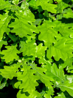 QUERCUS robur 