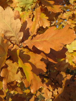 QUERCUS robur 
