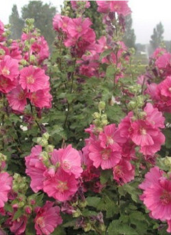 LAVATERA CHAMALLOW