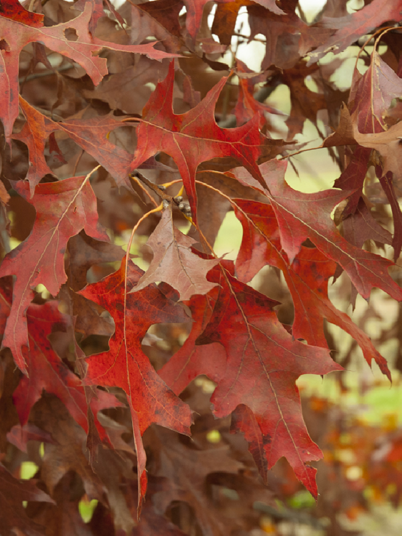 QUERCUS rubra