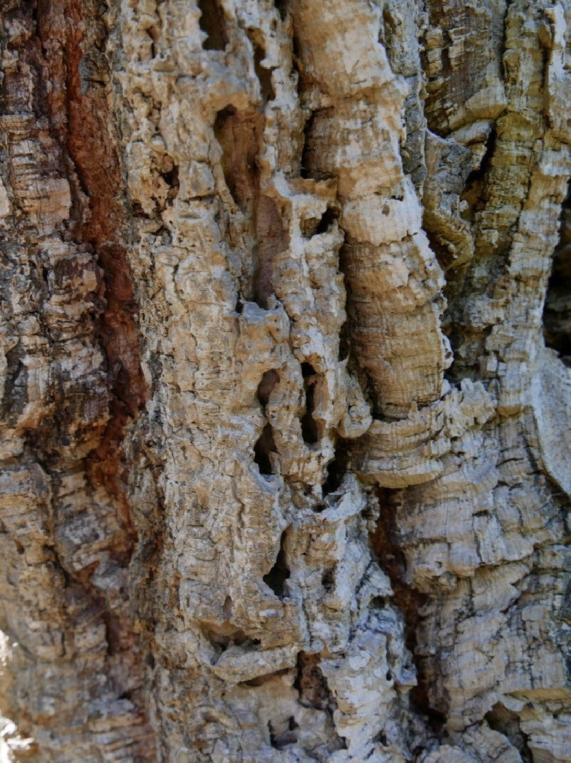 QUERCUS suber