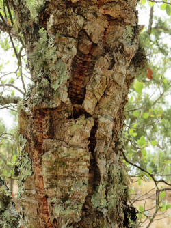 QUERCUS suber