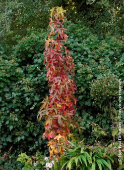 LIQUIDAMBAR styraciflua SLENDER SILHOUETTE