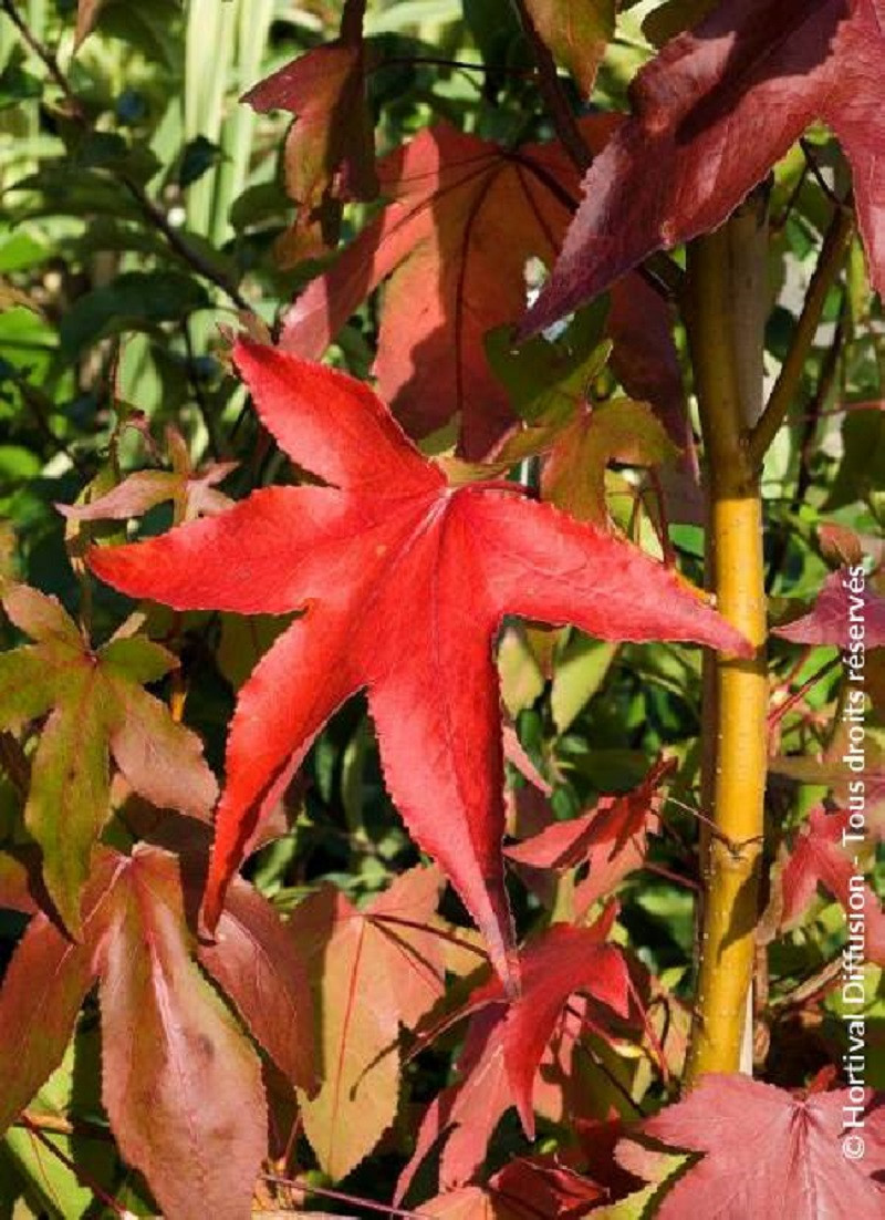 LIQUIDAMBAR styraciflua THEA